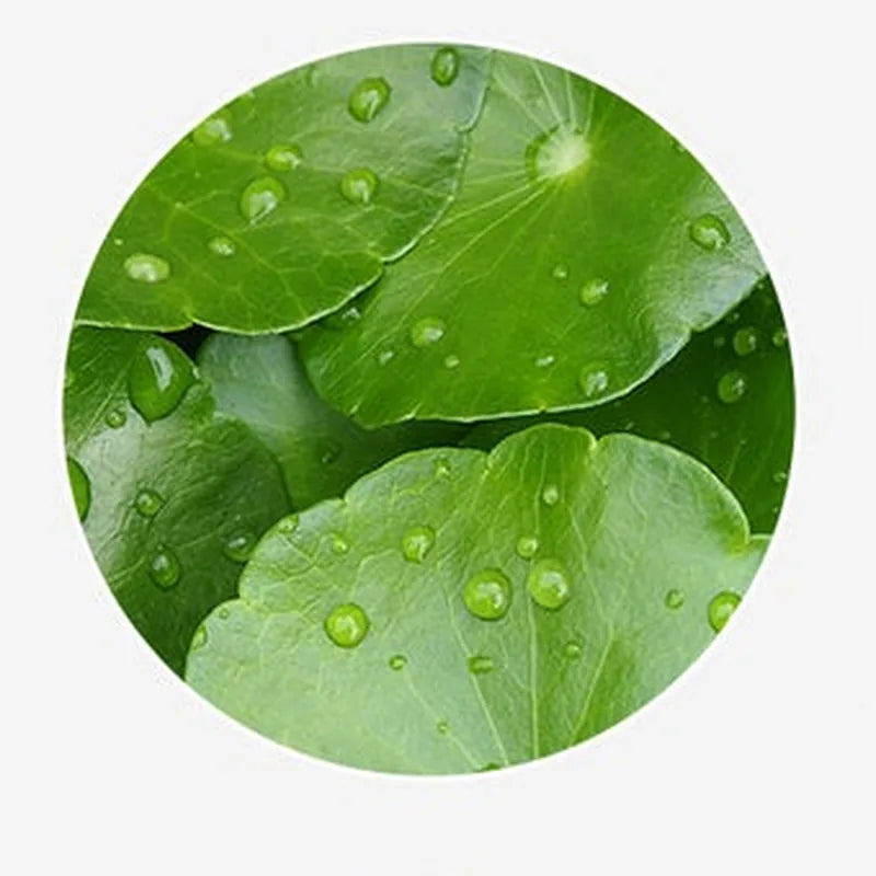 Centella asiatica